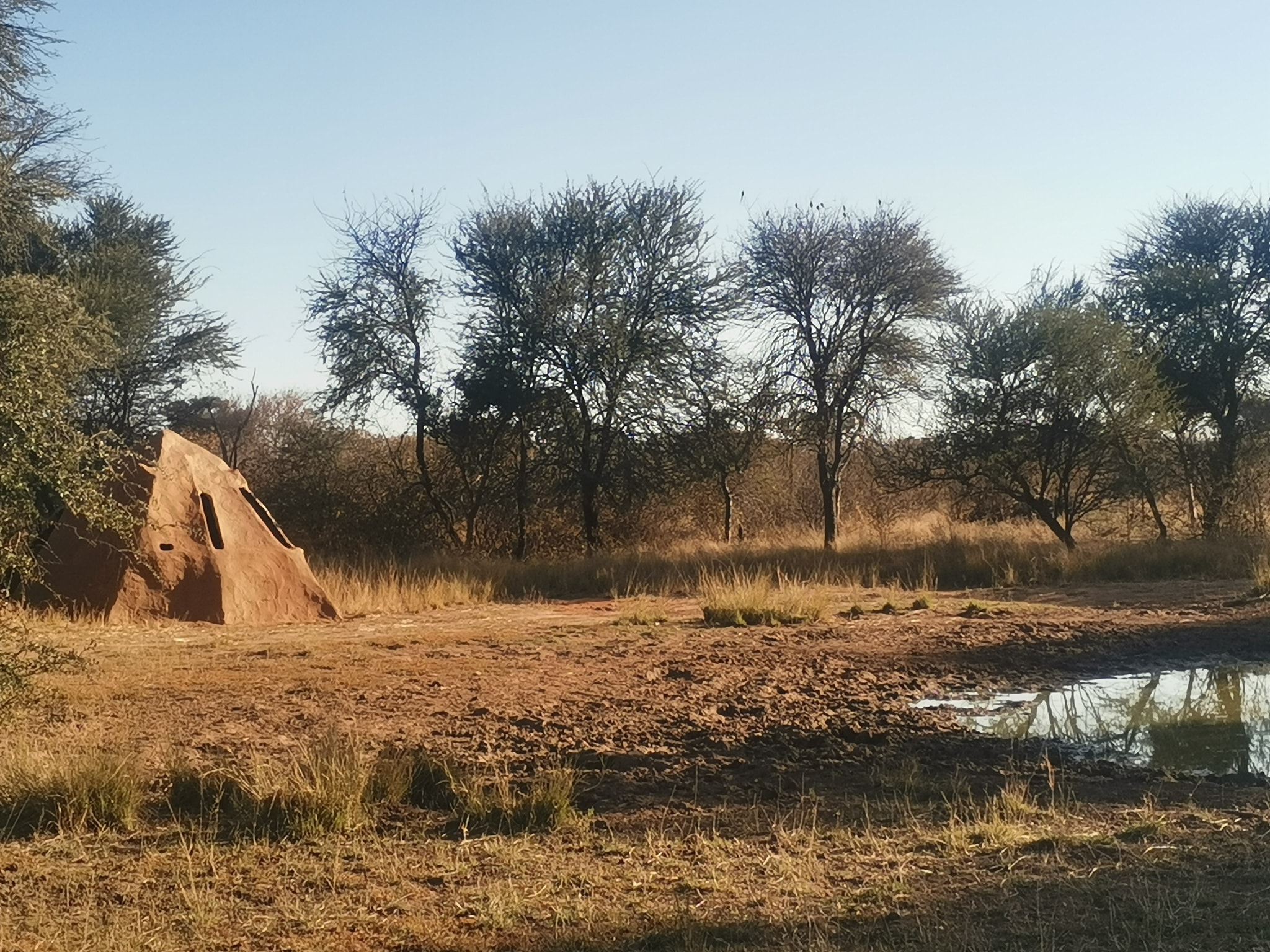 sunguti limpopo hunting safaris